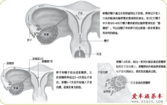 女子同房到懷孕圖解